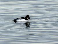 Schellenten Männchen